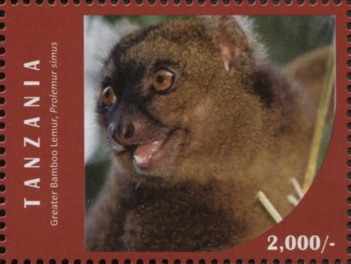 Greater Bamboo Lemur (Prolemur simus)