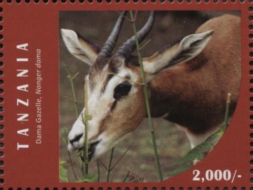 Dama Gazelle (Nanger dama)