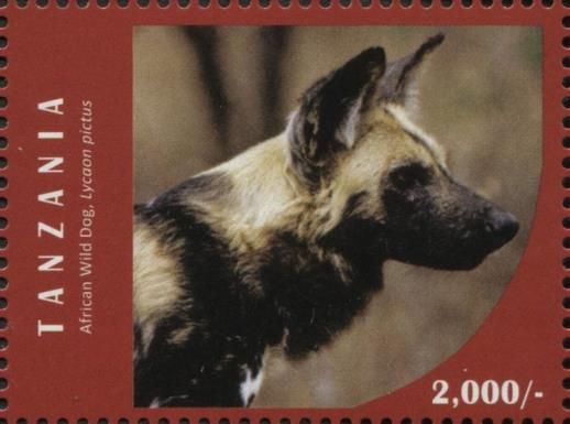 African Wild Dog (Lycaon pictus)