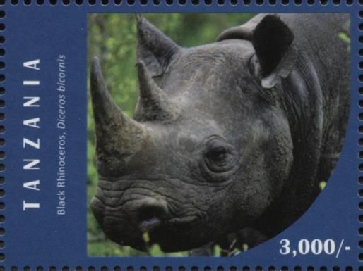 Black Rhinozeros (Diceros bicornis)