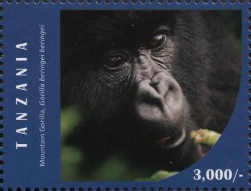 Mountain Gorilla (Gorilla beringei beringei)