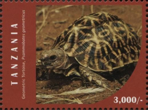 Geometric Tortoise (Psammobates geometricus)