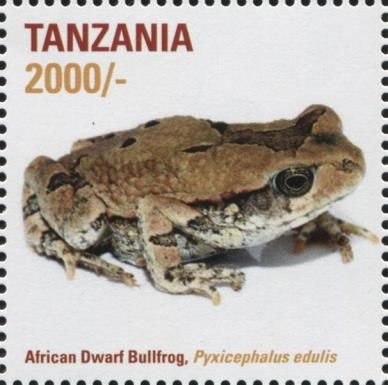 African Dwarf Bullfrog (Pyxicephalus edulis)
