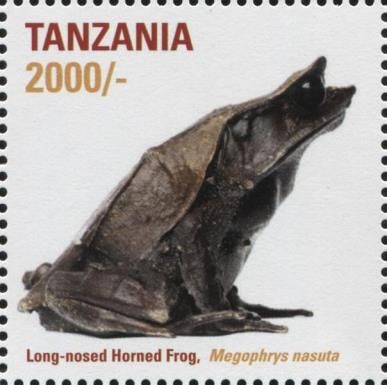 Long-nosed Horned Frog (Megophrys nasuta)