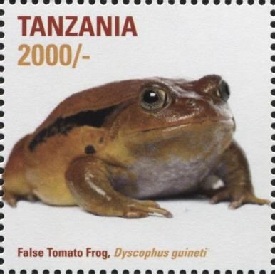 False Tomato Frog (Dyscophus guineti)