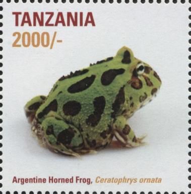 Argentine Horned Frog (Ceratophrys ornata)