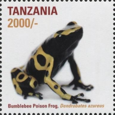 Bumblebee Poison Frog (Dendrobates azureus)