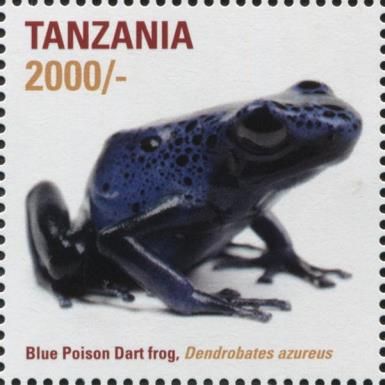 Bumblebee Poison Dart Frog (Dendrobates azureus)