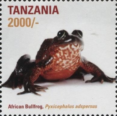 African Bullfrog (Pyxicephalus adspersus)
