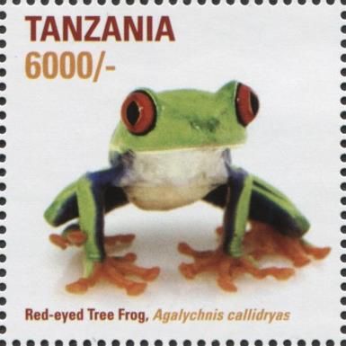 Red-eyed Tree Frog (Agalychnis callidryas)