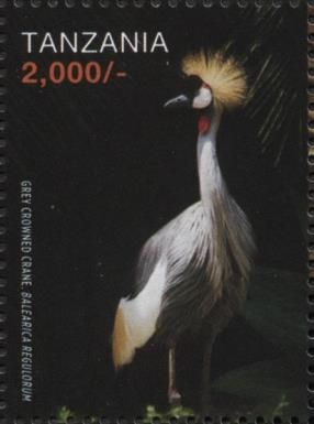 Grey Crowned Crane (Balearica regulorum)