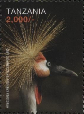 Grey Crowned Crane (Balearica regulorum)