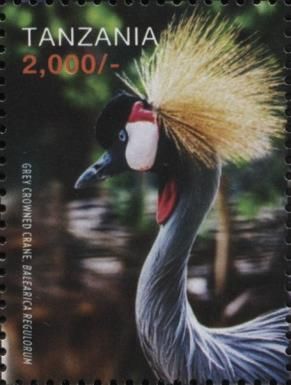 Grey Crowned Crane (Balearica regulorum)
