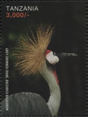 Grey Crowned Crane (Balearica regulorum)