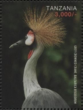 Grey Crowned Crane (Balearica regulorum)
