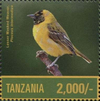 Lesser Masked Weaver (Ploceus intermedius)