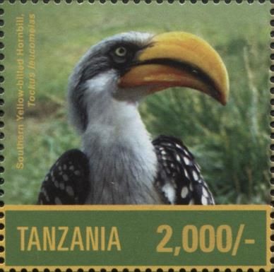 Southern Yellow-billed Hornbill (Tockus leucomelas)