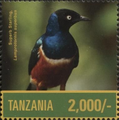 Superb Starling (Lamprotornis superbus)