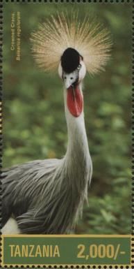 Crowned Crane (Balearica regulorum)