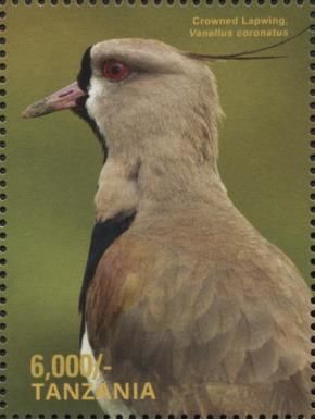 Crowned Lapwing (Vanellus coronatus)