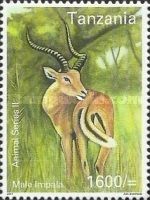 Male Impala
