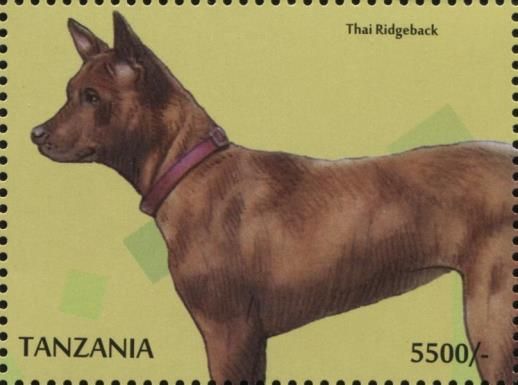 Thai Ridgeback (Canis lupus familiaris)