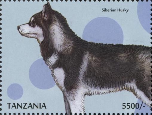 Siberian Husky (Canis lupus familiaris)