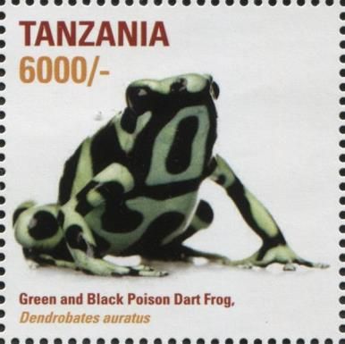 African Frogs
