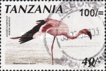 Lesser Flamingo (Phoeniconaias minor)