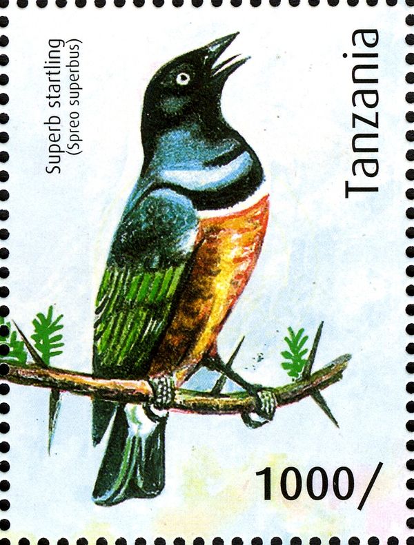 Superb Starling (Spreo superbus)