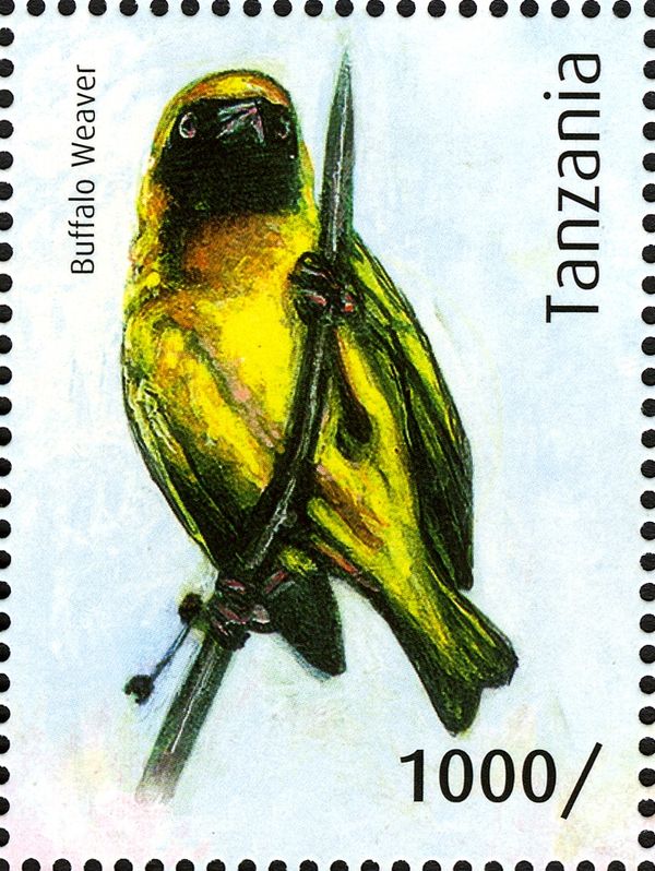 Red-billed Buffalo Weaver (Bubalornis niger)