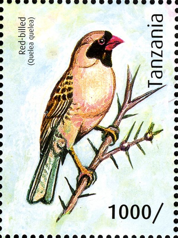 Red-billed Quelea (Quelea quelea)