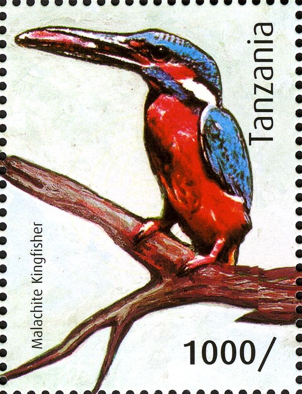 Malachite Kingfisher (Corythornis cristatus)