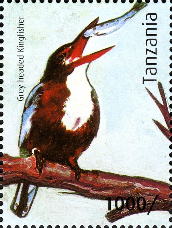 Grey-headed Kingfisher (Halcyon leucocephala); see descripti