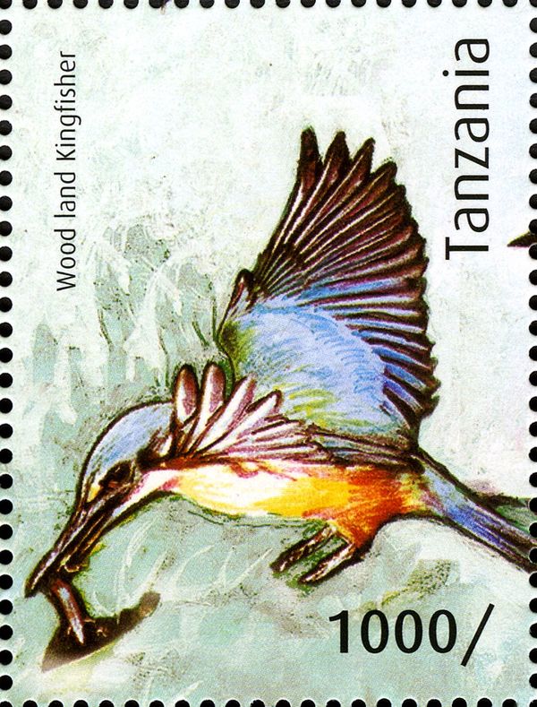 Woodland Kingfisher (Halcyon senegalensis); see description