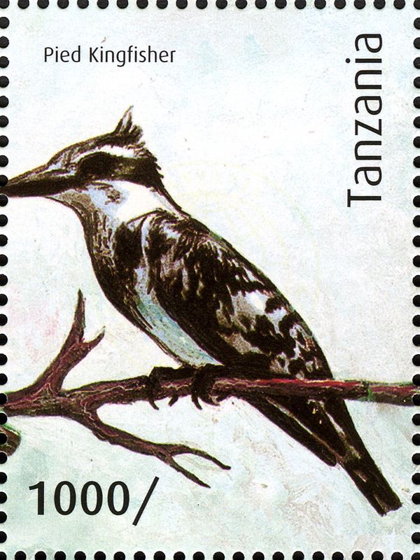 Pied Kingfisher (Ceryle rudis)