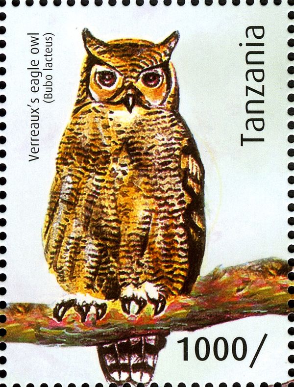 Verreaux's Eagle-Owl (Bubo lacteus)