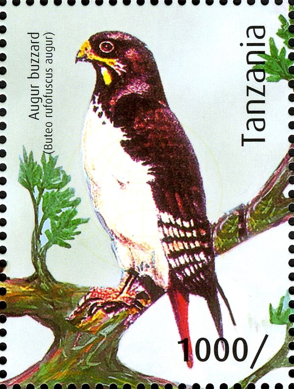 Augur Buzzard (Buteo augur)