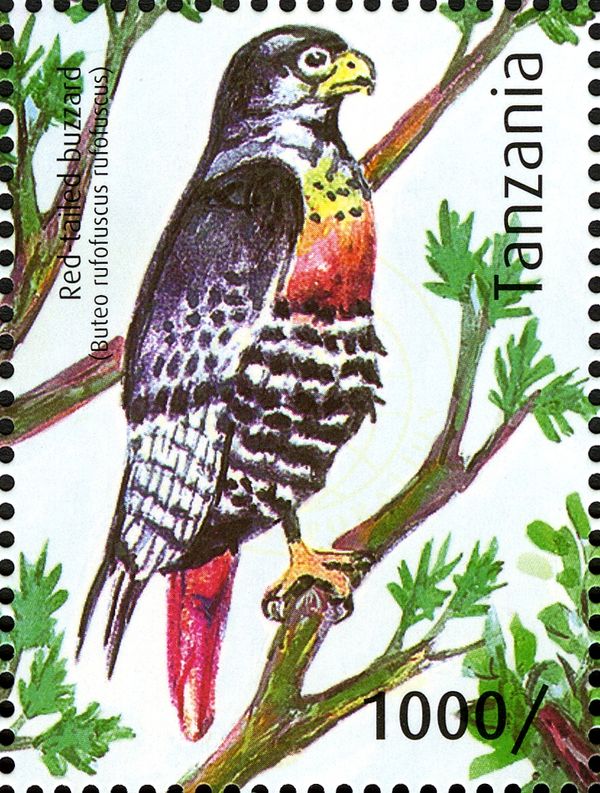 Red-tailed Buzzard (Buteo rufofuscus)