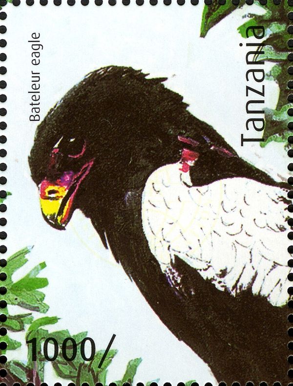 Bateleur Eagle (Terathopius ecaudatus)