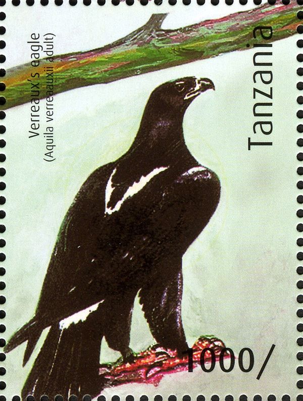 Verreaux's Eagle (Aquila verreauxii)