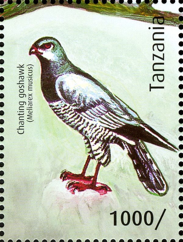 Pale Chanting Goshawk (Melierax musicus)