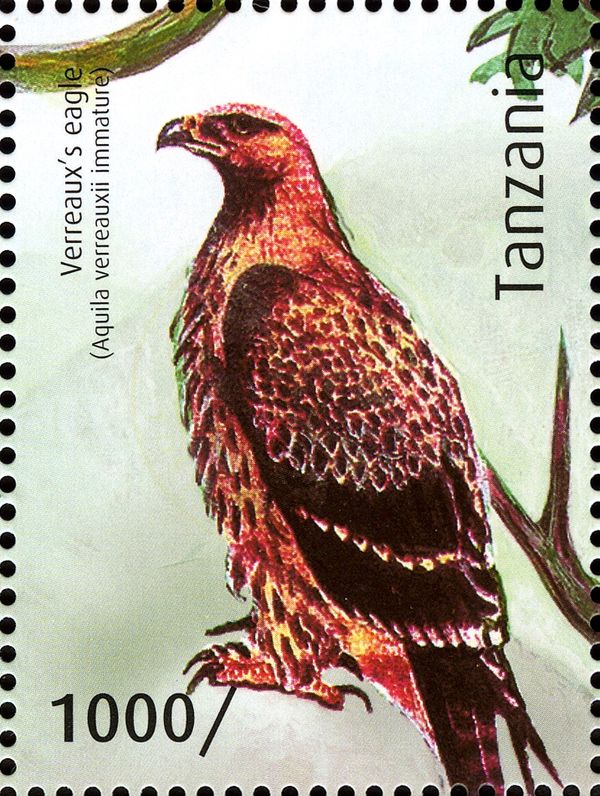 Verreaux's Eagle (Aquila verreauxii)