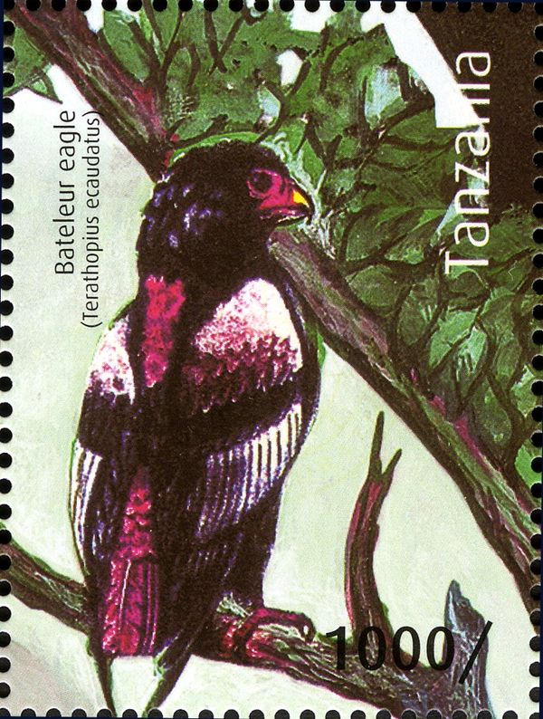 Bateleur Eagle (Terathopius ecaudatus)