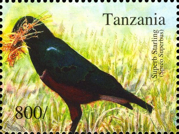 Superb Starling (Spreo superbus)