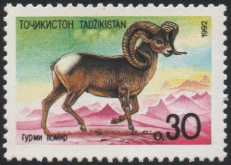 Argali (Ovis ammon ammon)