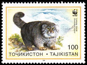 Pallas's Cat (Otocolobus manul)