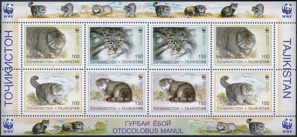 Pallas's Cat (Otocolobus manul)
