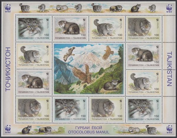 Pallas's Cat (Otocolobus manul)