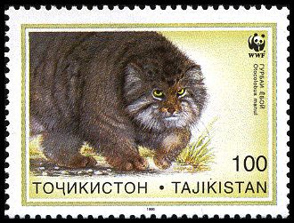 Pallas's Cat (Otocolobus manul)
